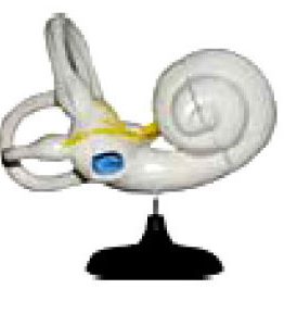 Inner-Ear-ANatomy-Model